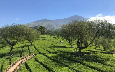 Menikmati Keindahan Wisata Kebun Teh Wonosari Malang: Destinasi Terbaik untuk Melepas Penat
