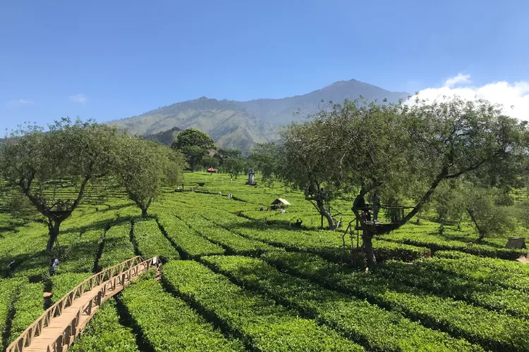 Wisata Kebun Teh Wonosari Malang